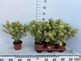 Dekoratyvinis krūmas, hebė "Variegata", vazonėlio skersmuo 12 cm.