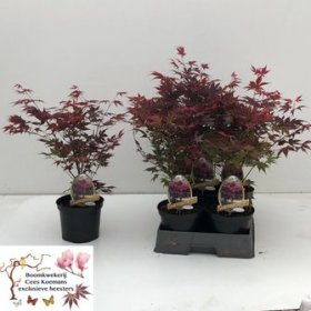 Dekoratyvinis medis, klevas, vazonėlio skersmuo 20 cm.