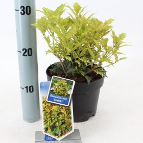 Dekoratyvinis krūmas, kvepenė "Goshiki", vazonėlio skersmuo 13 cm.