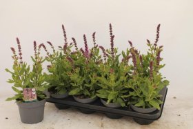 Daugiametė gėlė, šalavijas, vazonėlio skersmuo 13 cm.