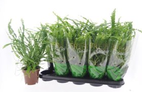 Kambarinis augalas, papartis "Duffii", vazonėlio skersmuo 12 cm.