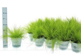 Žolinis augalas, šluotsmilgė kupstinė, vazonėlio skersmuo 11 cm.