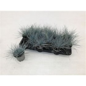 Žolinis augalas, eraičinas "Eisvogel", vazonėlio skersmuo 10 cm.