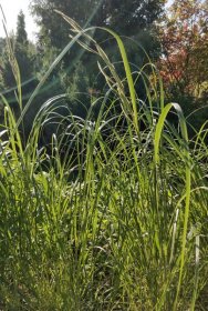 Žolinis augalas, spartina šukinė "Aureomarginata"