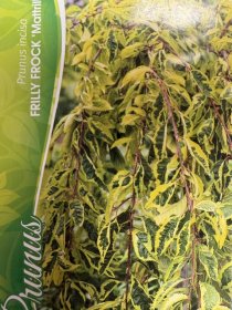 Dekoratyvinis medis, sakura "Frilly Frock", vazonėlio skersmuo 23 cm.