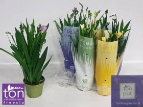 Kambarinis augalas, frezija, vazonėlio skersmuo 13 cm.