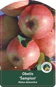 Vaismedis, obelis “Šampion” (Malus domestica)