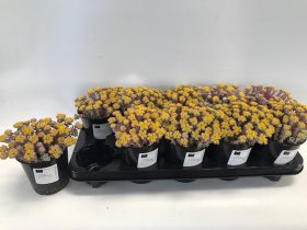 Alpinariumo augalas, šilokas "Cape Blanco", vazonėlio skersmuo 12 cm.