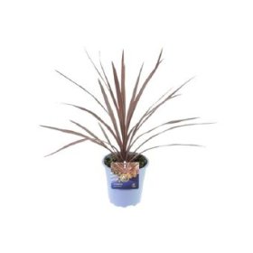 Žolinis augalas, kordilina "Red Star", vazono skersmuo 17 cm.