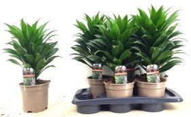 Kambarinis augalas, dracena "Comp Compacta", vazonėlio skersmuo 17 cm.