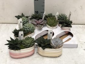 Kambarinis augalas, kalvorė (eševerija), keraminiame vazonėlyje, vazonėlio skersmuo 14 cm.