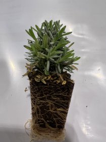 Daugiametės gėlės daigelis, levanda "Essence" FLORENSIS