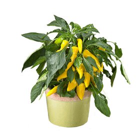 Daržovių sodinukai, paprika "Galaxy Yellow", geltona, aitri, vazonėlio skersmuo 10 cm.