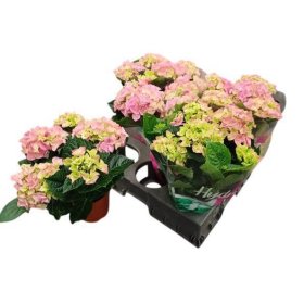 Dekoratyvinis krūmas, hortenzija "River", vazonėlio skersmuo 14 cm.