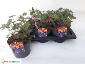 Daugiametė gėlė, snaputis, vazono skersmuo 17 cm.