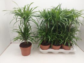 Kambarinis augalas, dracena "Anita", vazonėlio skersmuo 17 cm.