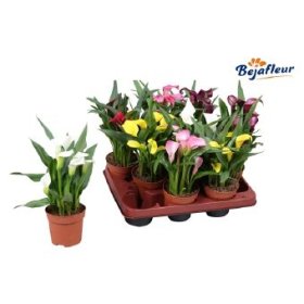 Kambarinis augalas, kalija, vazonėlio skersmuo 10 cm.