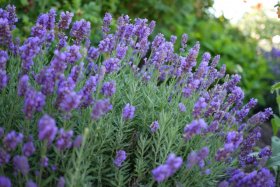 Daugiametė gėlė, levanda, vazonėlio skersmuo 11 cm.