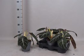 Kambarinis augalas, alokazija "Black Velvet", vazonėlio skersmuo 14 cm.