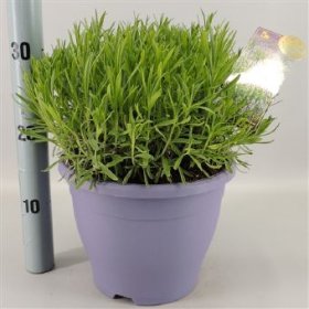 Daugiametė gėlė, levanda "Little Lady", vazono skersmuo 23 cm.