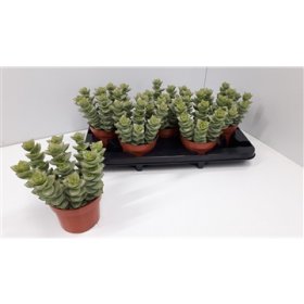 Kambarinis augalas, storalapis, vazonėlio skersmuo 13 cm.