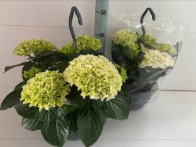 Dekoratyvinis krūmas, hortenzija "White Sun", vazonėlio skersmuo 27 cm.
