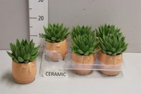 Kambarinis augalas, kalvorė, keraminiame vazonėlyje, vazonėlio skersmuo 8 cm.