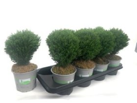 Lauko augalas, įvairūs Kadagiai, vazonėlio skersmuo 13 cm.