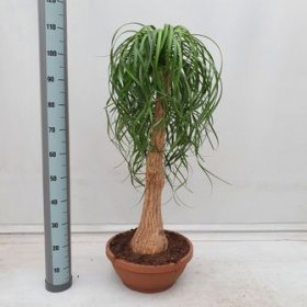 Kambarinis augalas, nolina, vazonėlio skersmuo 40 cm.