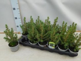 Spygliuotis, eglė paprastoji "Conica", vazonėlio skersmuo 9 cm.