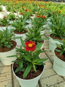 Daugiametė gėlė, gludas "Up Tick Red", vazonėlio skersmuo 19 cm.