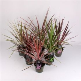 Žolinis augalas, kordilina, vazono skersmuo 17 cm.