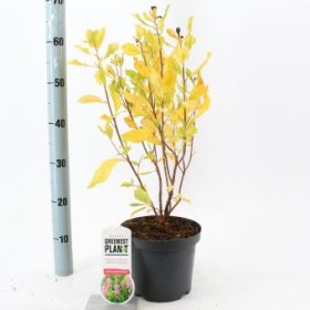 Dekoratyvinis krūmas, alksnotis tikrasis "Ruby Spice", vazonėlio skersmuo 19 cm.