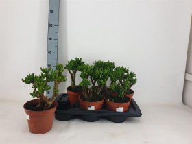 Kambarinis augalas, storalapis tikrasis, vazonėlio skersmuo 17 cm.