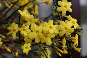 Dekoratyvinis krūmas, jazminas, vazonas 2 l.