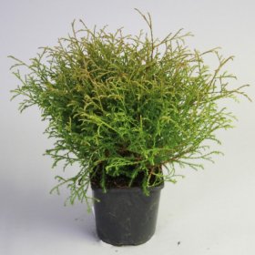 Spygliuotis, tuja vakarinė "Danica", vazonėlio skersmuo 23 cm.