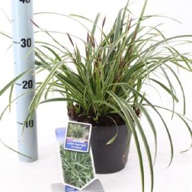 Žolinis augalas, viksva "Ice Dance", vazono skersmuo 17 cm.