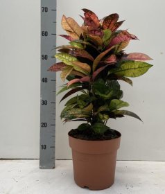 Kambarinis augalas, krotonas margaspalsvis "Mr. Iceton", vazonėlio skersmuo 21 cm.