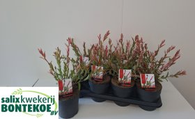 Dekoratyvinis medis, gluosnis, vazonėlio skersmuo 14 cm.