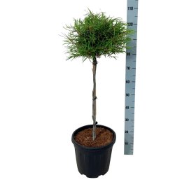 Dekoratyvinis medis, bukas paprastasis "Mercedes", ant stiebo, aukštis 60 cm., vazonas 15 l.