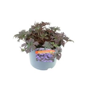 Daugiametė gėlė, snaputis "Black Beauty", vazono skersmuo 17 cm.