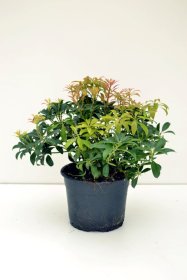 Dekoratyvinis krūmas, japoninis pieris "Mountain Fire", vazonas 2 l.
