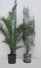 Kambarinis augalas, kanarinis finikas, vazonėlio skersmuo 27 cm.