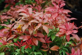 Dekoratyvinis krūmas, pieris "Mountain Fire", vazonas 2 l.