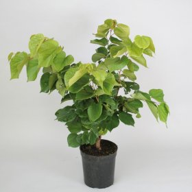 Dekoratyvinis medis, cercis kininis Avondale, vazonas 5 l