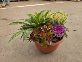Vienmetė gėlė, rudeninių gėlių kompozicija TCA, vazonėlio skersmuo 30 cm.