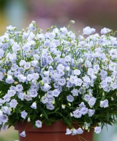 Daugiametė gėlė, katilėlis "Elizabeth Oliver", vazonėlio skersmuo 14 cm.