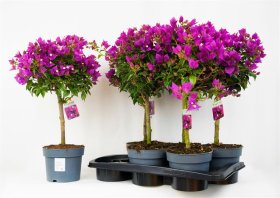 Kambarinis augalas, bugenvilija "Elisabeth", vazonėlio skersmuo 17 cm.