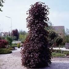 Dekoratyvinis medis, klevas "Crimson Sentry", vazonas 15 l., aukštis 2-2,5 m.