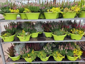 Vienmetė gėlė, kompozicija su viržiu "Lisa", vazonėlio skersmuo 21 cm.